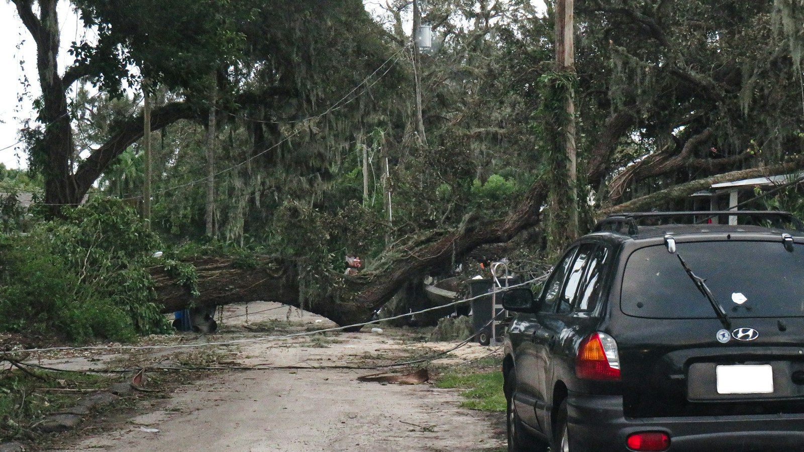 A large oak tree down across a road and driveway after a storm