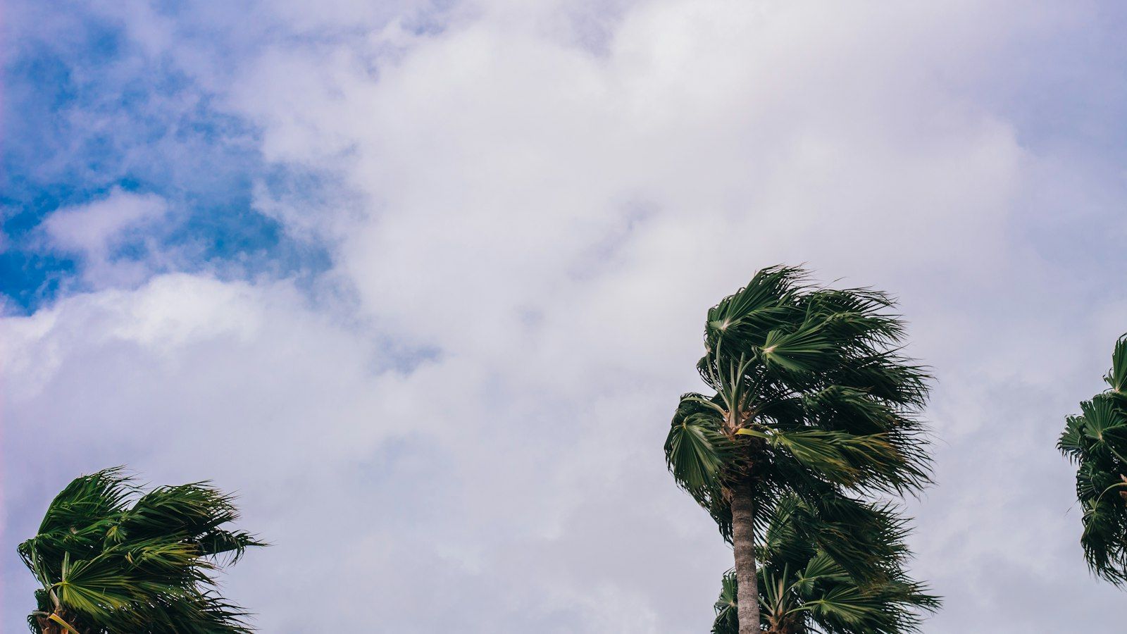 Palm trees bending in strong wind under a cloudy sky